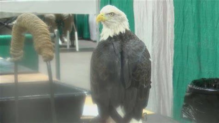 Bald Eagle Days return to fly high in the QCA