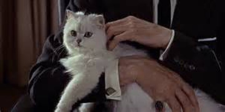 Blofeld stroking his white cat